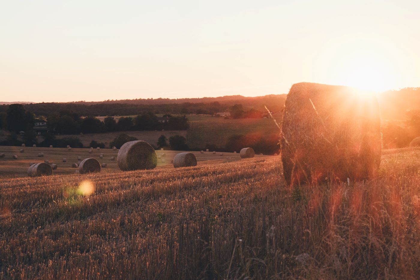 Hay field harvest