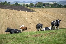 Farming cows WEB
