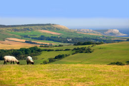 Dorset sheep copyright David Hughes Shutterstock 261x174px