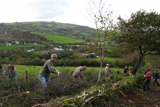  Hedgelaying helps restore these ancient landscape features