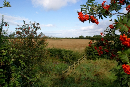 Green belt defended by CPRE Cheshire