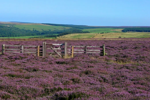 Lilac heather on the North York Moors