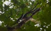 A woodpecker captured by Alienor